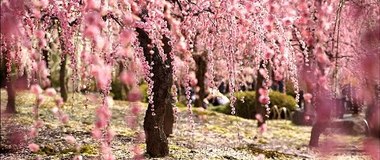 Сакура нежная (фото) | Нежно розовое очарование Весны | 桜満開 | HD