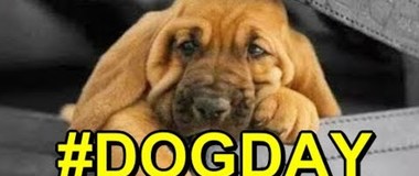 СОБАКИ. Любимые фотопортреты семейства собак #DogDay (HD)