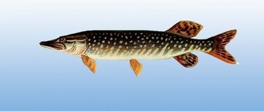 How to draw a pike easily, draw a fish step by step, #YouTubeKids