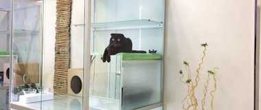 Обзор гостиницы для кошек "Мир Мяу" г. Киев