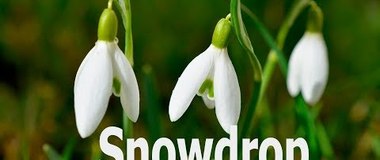 How to Draw a Snowdrop Flower, draw spring flowers, #YouTubeKids, #howtodraw, #snowdrop
