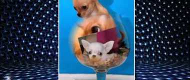 Купите мне собачку