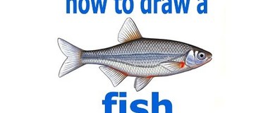 How to draw a fish, draw a real fish, #PencilTV, #YouTubeKids -